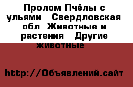 Пролом Пчёлы с ульями - Свердловская обл. Животные и растения » Другие животные   